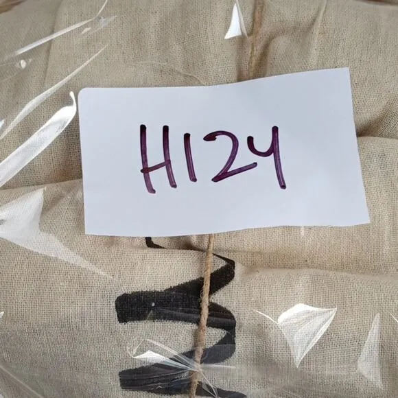 [H124] RAG &amp; CO [ROSALIE] Black Block Heeled Sandal, Size 6